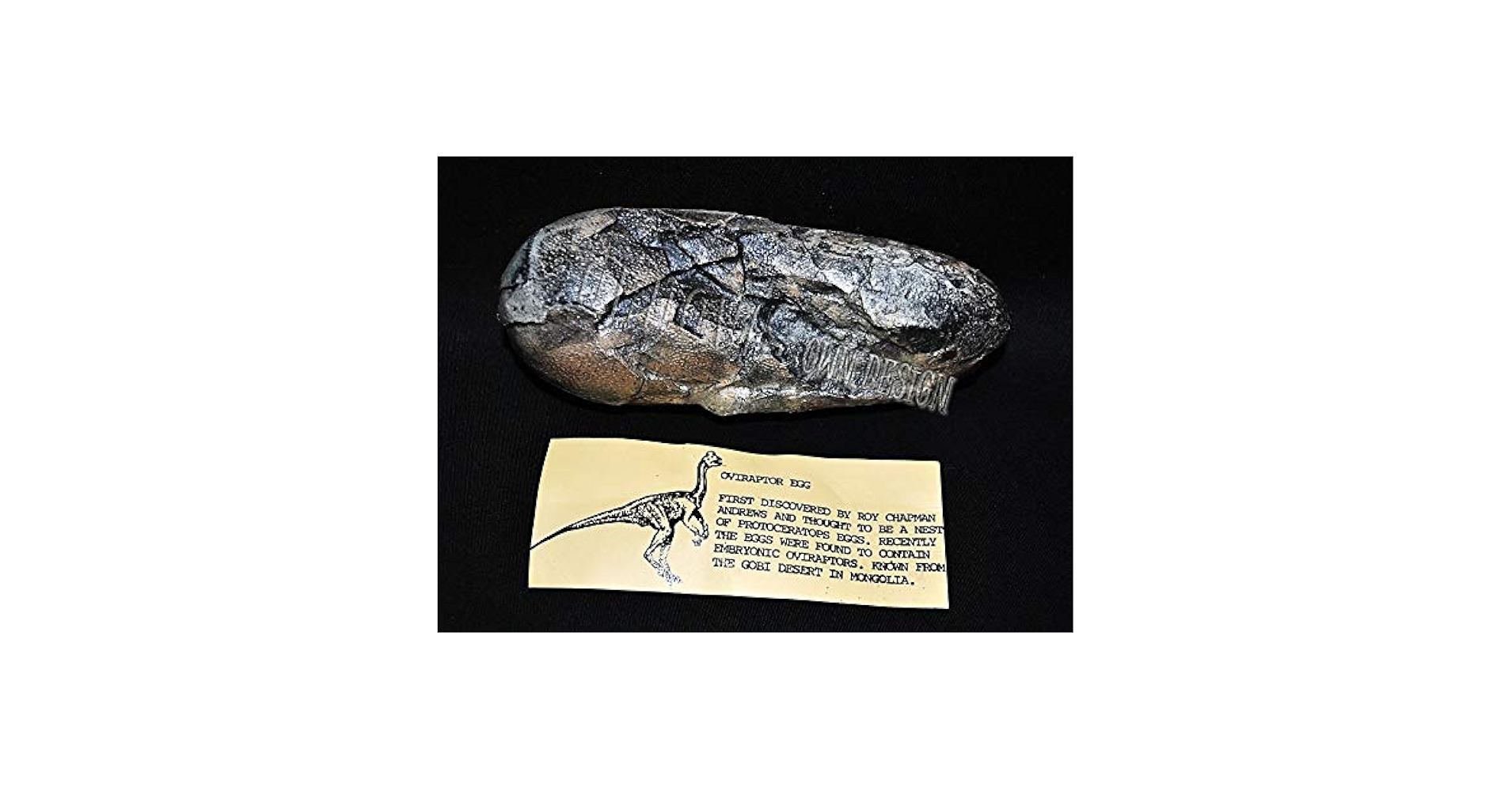 Amazon | オビラプトル卵化石レプリカ教材 303 | 化石・発掘